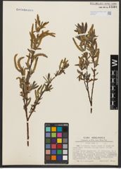 Foto von Salix alba L.